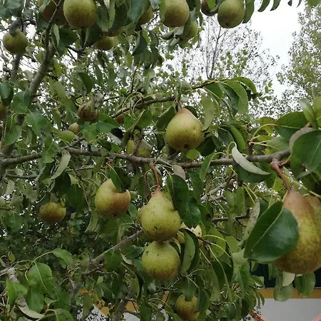 Alojamento de Turismo Rural Quinta Sao Martinho *